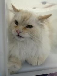 Shelter Stray Unknown Cat last seen Near BLOCK STAGE RUN TRL, ELIZABETH, CO 80107, 4556 Castleton Ct, Castle Rock, CO 80109, USA