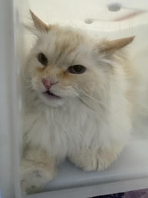 Shelter Stray Unknown Cat last seen Near BLOCK STAGE RUN TRL, ELIZABETH, CO 80107, 4556 Castleton Ct, Castle Rock, CO 80109, USA