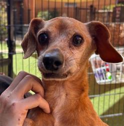 Shelter Stray Male Dog last seen , 3839 Bradshaw Rd, Sacramento, CA 95827, USA