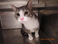 Shelter Stray Male Cat last seen WENTZVILLE, 4850 Mid Rivers Mall Dr, St Peters, MO 63376, USA