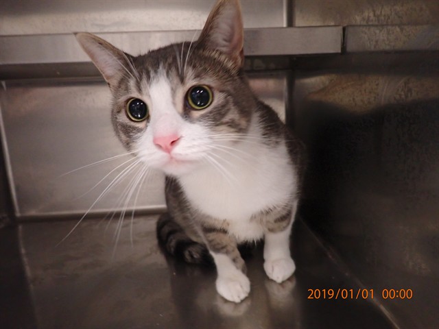 Shelter Stray Male Cat last seen WENTZVILLE, 4850 Mid Rivers Mall Dr, St Peters, MO 63376, USA