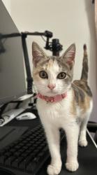 Found/Stray Female Cat last seen Carissa Drive Smithfield, Johnston County, NC 27577