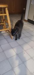 Reunited Female Cat last seen Zinnia St, Arvada, CO 80004