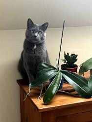 Lost Male Cat last seen Charnock St. & Butman St., Beverly, MA 01915