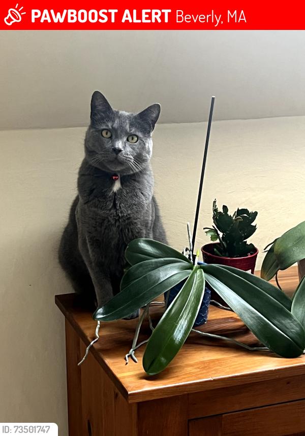 Lost Male Cat last seen Charnock St. & Butman St., Beverly, MA 01915