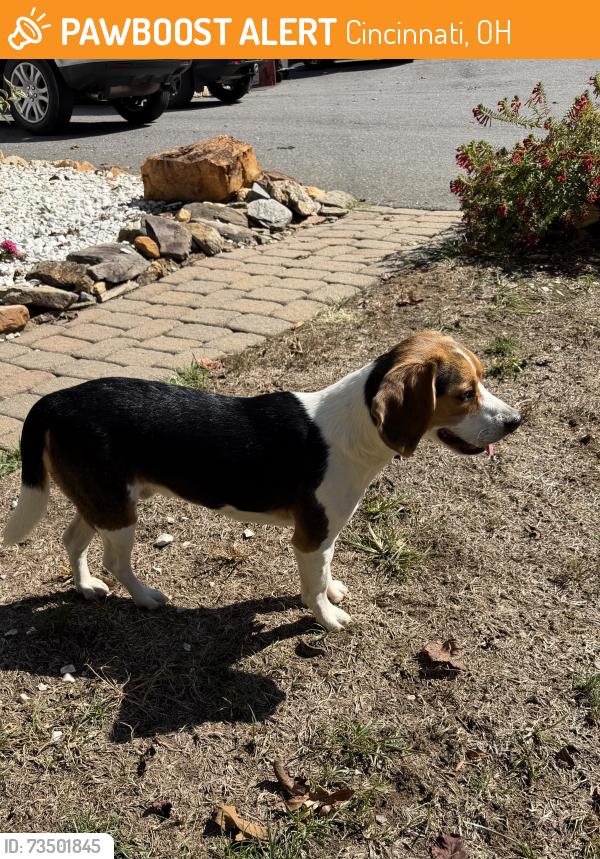 Found/Stray Male Dog last seen Rockdale Baptist Church, Cincinnati, OH 45229