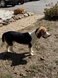 Found/Stray Male Dog last seen Rockdale Baptist Church, Cincinnati, OH 45229