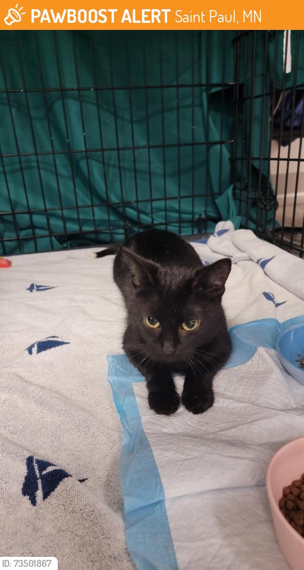 Found/Stray Female Cat last seen Near Minnehaha Ave W St Paul MN 55104, Saint Paul, MN 55103
