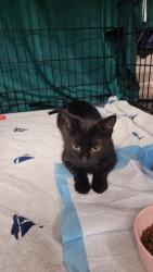 Found/Stray Female Cat last seen Near Minnehaha Ave W St Paul MN 55104, Saint Paul, MN 55103