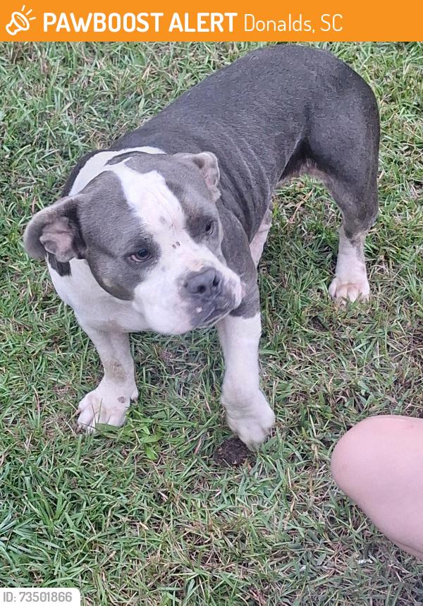 Found/Stray Female Dog last seen Devore rd, Donalds, SC 29638