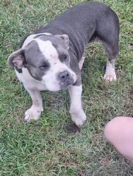 Found/Stray Female Dog last seen Devore rd, Donalds, SC 29638