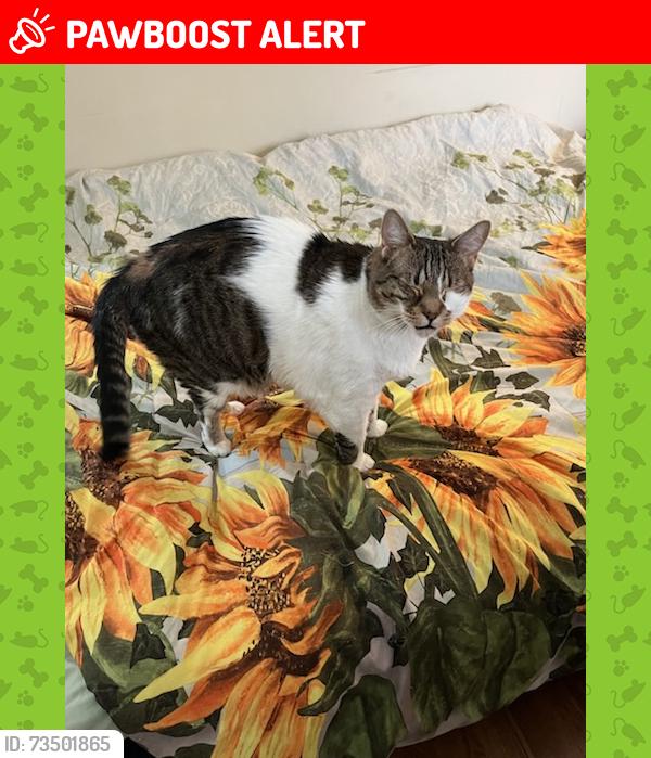 Lost Male Cat last seen Marc Drive, Howell Township, NJ 07731