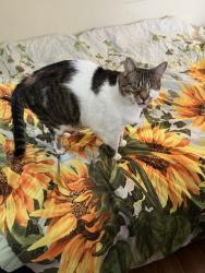 Lost Male Cat last seen Marc Drive, Howell Township, NJ 07731