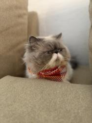 Lost Male Cat last seen Near w encanto blvd, Avondale, AZ 85392