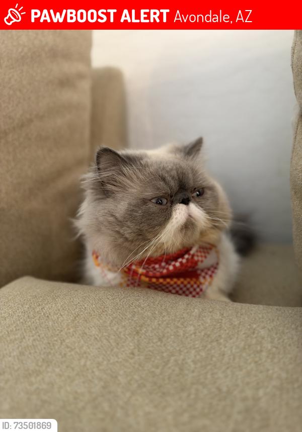 Lost Male Cat last seen Near w encanto blvd, Avondale, AZ 85392