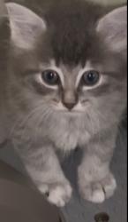 Lost Male Cat last seen Braewood, baldwinsville, Baldwinsville, NY 13027