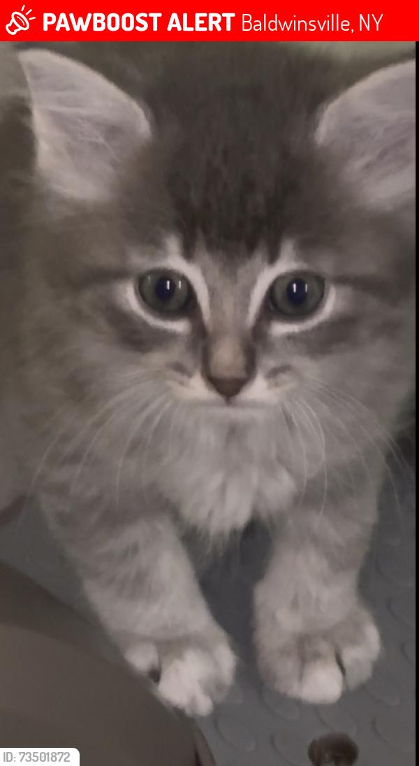 Lost Male Cat last seen Braewood, baldwinsville, Baldwinsville, NY 13027