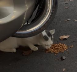 Found/Stray Unknown Cat last seen Conduit, Brooklyn, NY 11208