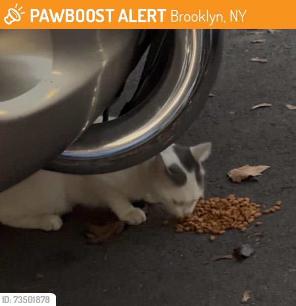Found/Stray Unknown Cat last seen Conduit, Brooklyn, NY 11208