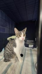 Found/Stray Male Cat last seen Near Minnehaha Ave W St Paul MN 55104, Saint Paul, MN 55103