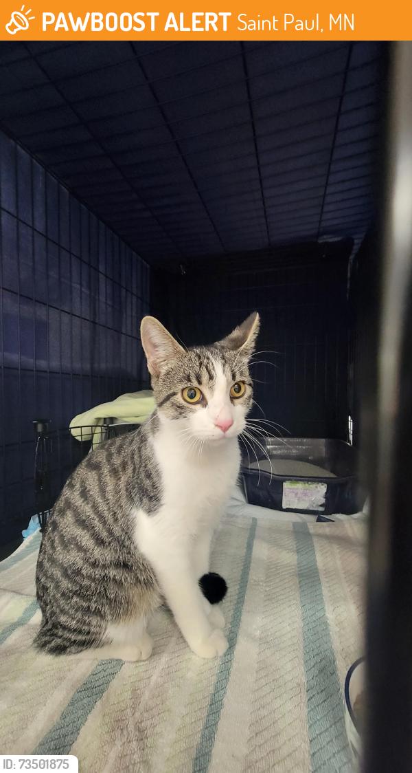 Found/Stray Male Cat last seen Near Minnehaha Ave W St Paul MN 55104, Saint Paul, MN 55103