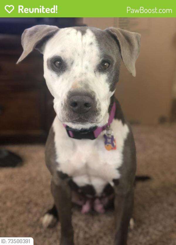 Reunited Female Dog last seen Near S Vermont Ave, Fullerton, CA 92833, USA, Fullerton, CA 92833