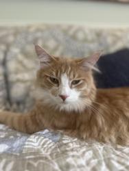 Lost Male Cat last seen Near Simpson Ave, Chattanooga, TN 37415
