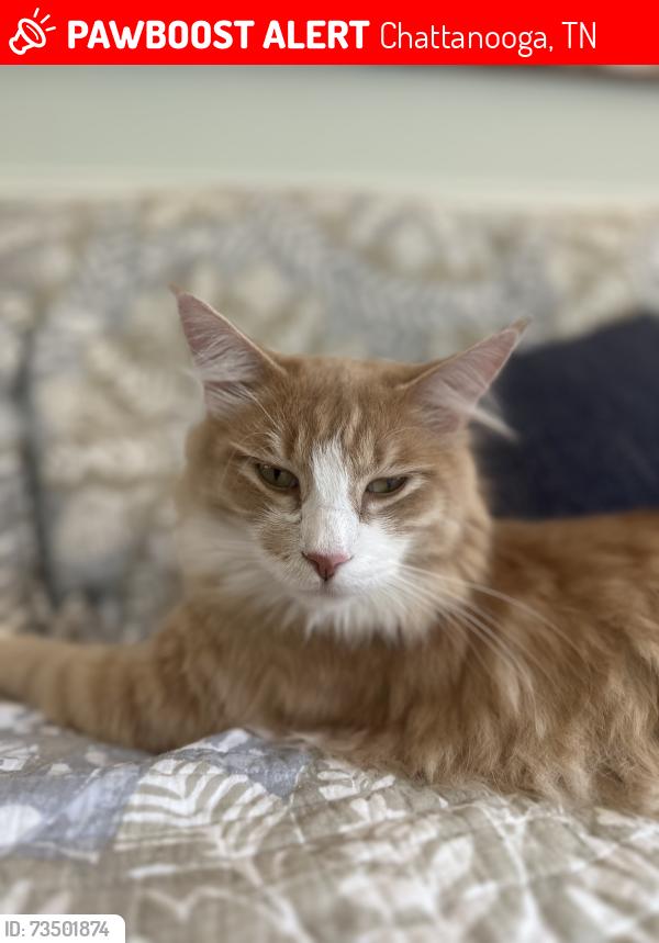 Lost Male Cat last seen Near Simpson Ave, Chattanooga, TN 37415