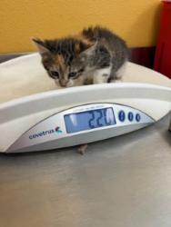Shelter Stray Female Cat last seen Near melinda DR, 75149, TX, 1650 Gross Rd, Mesquite, TX 75149, USA