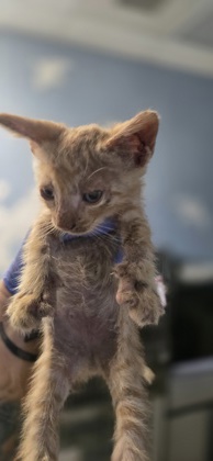 Shelter Stray Male Cat last seen Near 27th ave, Gifford, FL, 6230 77th St, Vero Beach, FL 32967, USA