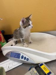 Shelter Stray Male Cat last seen Near melinda DR, 75149, TX, 1650 Gross Rd, Mesquite, TX 75149, USA