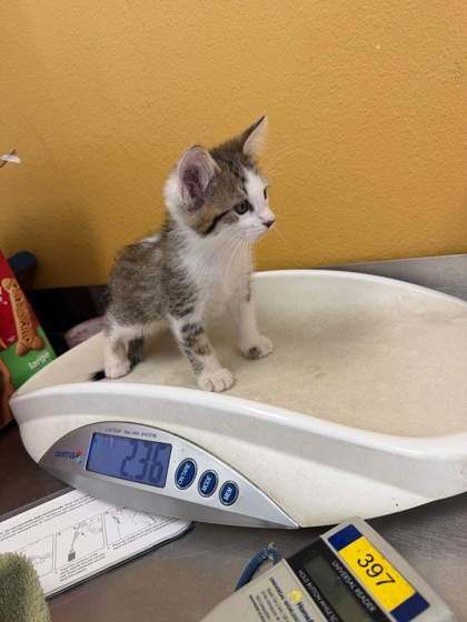 Shelter Stray Male Cat last seen Near melinda DR, 75149, TX, 1650 Gross Rd, Mesquite, TX 75149, USA