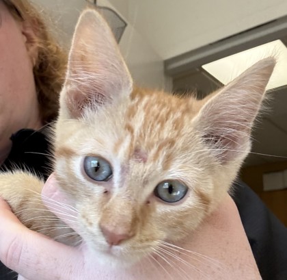 Shelter Stray Male Cat last seen Near Taylor St, 75149, TX, 1650 Gross Rd, Mesquite, TX 75149, USA