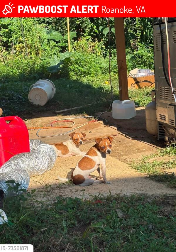 Lost Male Dog last seen Deb Jones yes Melrose AVE NW and PETERS CREEK RD NW, Roanoke, VA 24017
