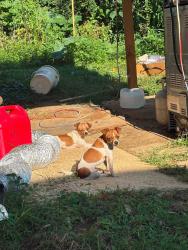 Lost Male Dog last seen Deb Jones yes Melrose AVE NW and PETERS CREEK RD NW, Roanoke, VA 24017