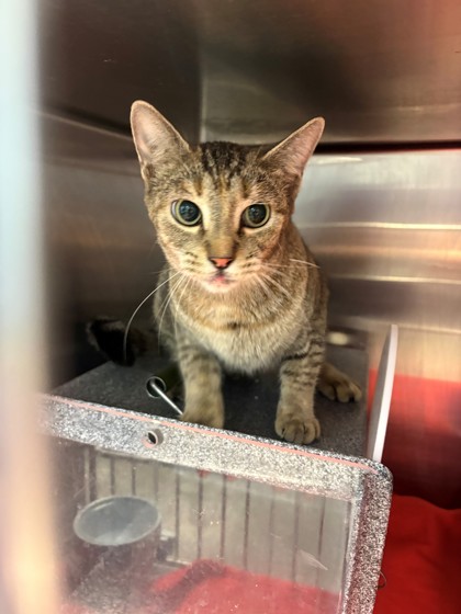 Shelter Stray Female Cat last seen Near BLK Euclid, District 2 - West Cleburne, TX, 2375 Service Dr, Cleburne, TX 76033, USA