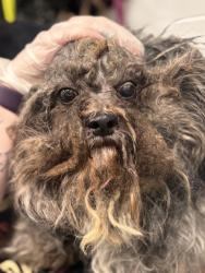 Shelter Stray Male Dog last seen Near gage ct, 21209, MD, 2490 Giles Rd, Baltimore, MD 21225, USA
