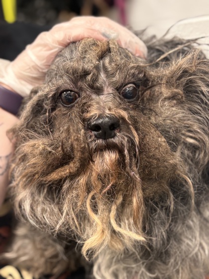 Shelter Stray Male Dog last seen Near gage ct, 21209, MD, 2490 Giles Rd, Baltimore, MD 21225, USA