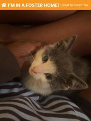 Shelter Stray Male Cat last seen Near W Mount Royal Ave, 21217, MD, 2490 Giles Rd, Baltimore, MD 21225, USA