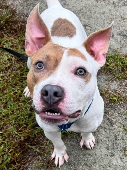 Shelter Stray Male Dog last seen Lincolnia, VA, 22312, Fran Pl & Caryn Ct, Fairfax County, VA, 4500 West Ox Rd, Fairfax, VA 22030, USA