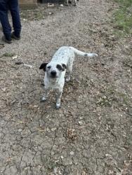 Shelter Stray Female Dog last seen Chadwick Dr, North District,, 355 Hillshire Dr, Haslet, TX 76052, USA