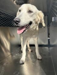 Shelter Stray Female Dog last seen Near Brookline Ave, Central District, TX, 355 Hillshire Dr, Haslet, TX 76052, USA