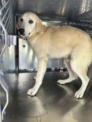 Shelter Stray Male Dog last seen Near Brookline Ave, Central District, TX, 355 Hillshire Dr, Haslet, TX 76052, USA