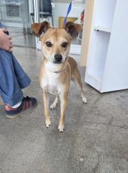 Shelter Stray Male Dog last seen Parkview Dr, North District, TX, 355 Hillshire Dr, Haslet, TX 76052, USA