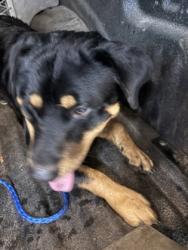 Shelter Stray Male Dog last seen Near Cavan, Duncanville, TX, 1150 E Pleasant Run Rd, Cedar Hill, TX 75104, USA