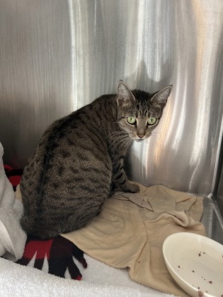 Shelter Stray Female Cat last seen Near Rockbridge Rd. Stone Mountain, GA 30083, 30083, GA, 3280 Chamblee Dunwoody Rd, Chamblee, GA 30341, USA