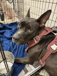 Shelter Stray Female Dog last seen Near Herschel Road, College Park, GA, 1251 Fulton Industrial Blvd NW, Atlanta, GA 30336, USA