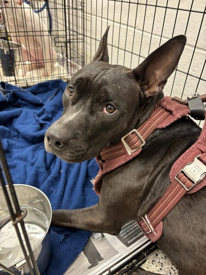 Shelter Stray Female Dog last seen Near Herschel Road, College Park, GA, 1251 Fulton Industrial Blvd NW, Atlanta, GA 30336, USA