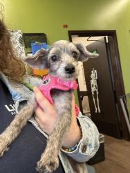 Shelter Stray Female Dog last seen Near Buffington Drive, South Fulton, GA, 1251 Fulton Industrial Blvd NW, Atlanta, GA 30336, USA