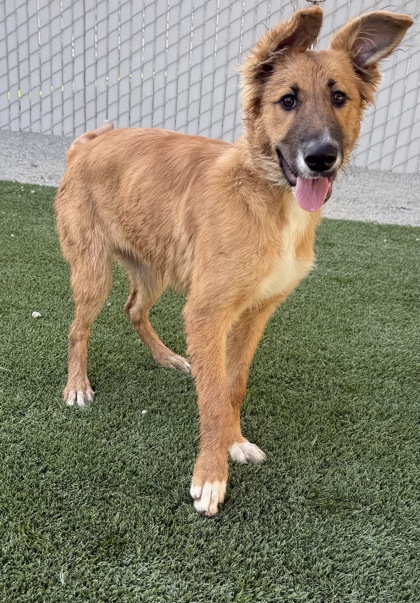 Shelter Stray Female Dog last seen S East Ave & E American Ave, Fresno Zone Fresno CO 1A 93725, CA, 1510 W Dan Ronquillo Dr, Fresno, CA 93706, USA